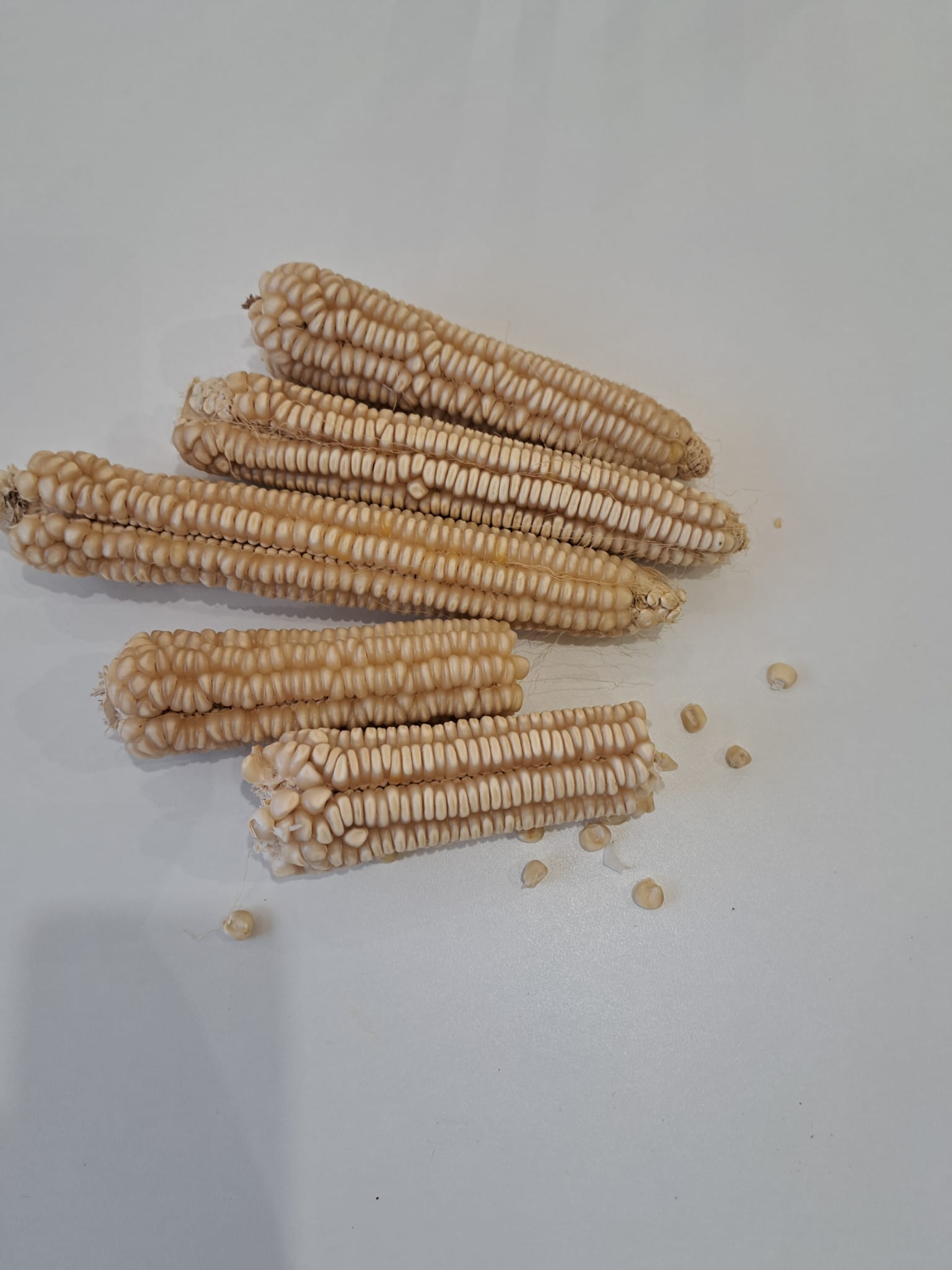 Projino brašno od Osmaka